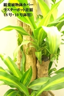 観葉植物鉢カバー　ラスターポット差額（8号・10号鉢用）