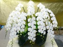最高級胡蝶蘭１０本立（白） １５万円コース