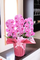 豪華胡蝶蘭３本立（ピンク） 2万円コース