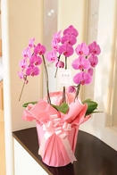 胡蝶蘭３本立（ピンク） １万円コース