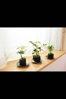 炭花壇　観葉植物　３種セット【ミニ】　※陶器皿付き