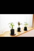 炭花壇　観葉植物　３種セット　※陶器皿付き