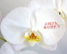 2010年母の日特選胡蝶蘭 大輪（白）１本仕立 メッセージ蘭コース　※4/30まで