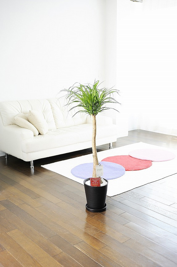 観葉植物 ﾎﾟﾆｰﾃｰﾙ 8号※黒丸鉢皿付