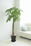 観葉植物 ﾊﾟｷﾗ 10号※黒丸鉢皿付