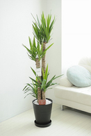 観葉植物 ﾕｯｶ･ｴﾚﾌｧﾝﾃｨﾍﾟｽ 10号※黒丸鉢皿付