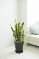 観葉植物 ｻﾝｽﾍﾞﾘｱ 10号※黒丸鉢皿付