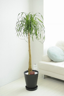 観葉植物 ﾎﾟﾆｰﾃｰﾙ 10号※黒丸鉢皿付