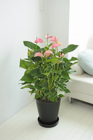 観葉植物 ｱﾝｽﾘｳﾑ(ﾋﾟﾝｸ) 10号※黒丸鉢皿付