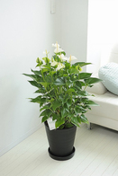 観葉植物 ｱﾝｽﾘｳﾑ(白) 10号※黒丸鉢皿付