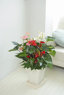 観葉植物 ｱﾝｽﾘｳﾑ3色寄せ植え 10号※白角鉢皿付
