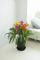 観葉植物 ｸﾞｽﾞﾏﾆｱ 10号※黒丸鉢皿付