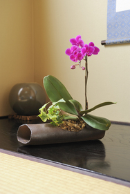 胡蝶蘭ミディ 1本立 陶器筒横植え(ピンク 139)