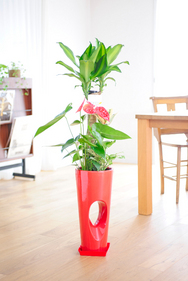 観葉植物 寄せ植え 7号※穴あき赤角鉢皿付