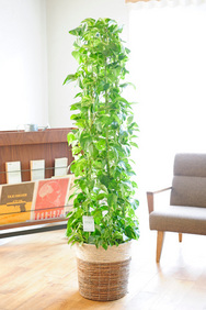 観葉植物 ポトス 10号※2色仕様のバスケット鉢カバー付