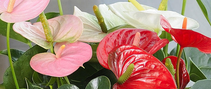 色鮮やかでインテリアにピッタリの アンスリウム 知って得する お花や観葉植物を贈る時の役立つアレコレ情報 ビジネスフラワー