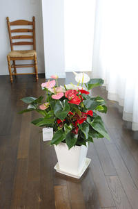 anthurium3.jpg