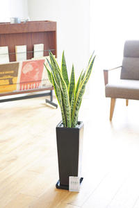 sansevieria3.jpg