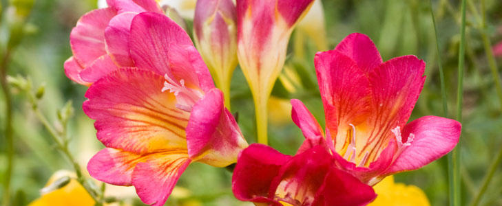 天に向いて大きく花開く カラフルで可愛らしい フリージア 知って得する お花や観葉植物を贈る時の役立つアレコレ情報 ビジネスフラワー