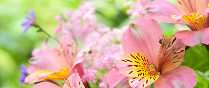 4月の誕生花 アルストロメリア をバースデーに贈ろう 知って得する お花や観葉植物を贈る時の役立つアレコレ情報 ビジネスフラワー