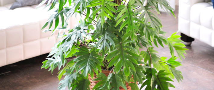 初心者におすすめのシャープな印象の観葉植物 トサカカズラ の育て方 知って得する お花や観葉植物を贈る時の役立つアレコレ情報 ビジネスフラワー
