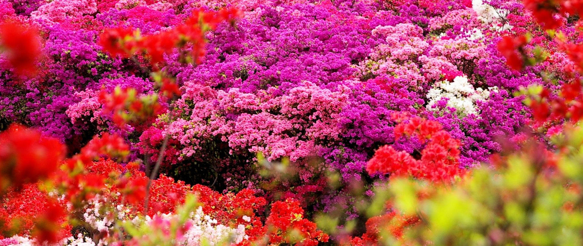 日本を代表する花木 ツツジ の育て方 知って得する お花や観葉植物を贈る時の役立つアレコレ情報 ビジネスフラワー
