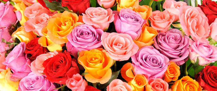 6月のバースデーに美しい花を贈ろう 知って得する お花や観葉植物を贈る時の役立つアレコレ情報 ビジネスフラワー