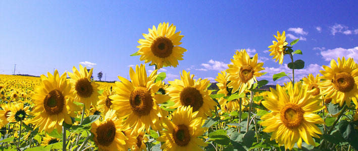 7月のお誕生日の方へお花で御祝いしましょう 知って得する お花や観葉植物を贈る時の役立つアレコレ情報 ビジネスフラワー