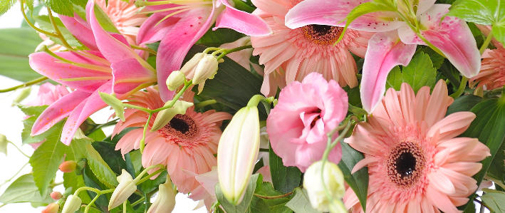 明るく可愛らしい ガーベラ を育てよう 知って得する お花や観葉植物を贈る時の役立つアレコレ情報 ビジネスフラワー