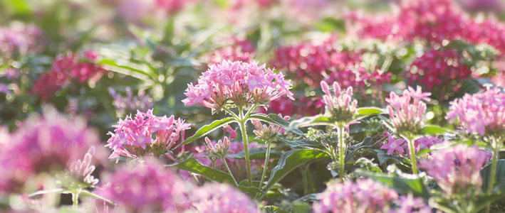 型のお花 ペンタス の育て方 知って得する お花や観葉植物を贈る時の役立つアレコレ情報 ビジネスフラワー