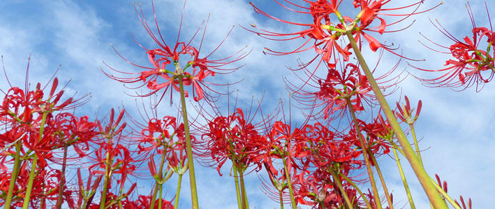 花の時期に葉がないのが特徴的な深紅の花 ヒガンバナ 知って得する お花や観葉植物を贈る時の役立つアレコレ情報 ビジネスフラワー