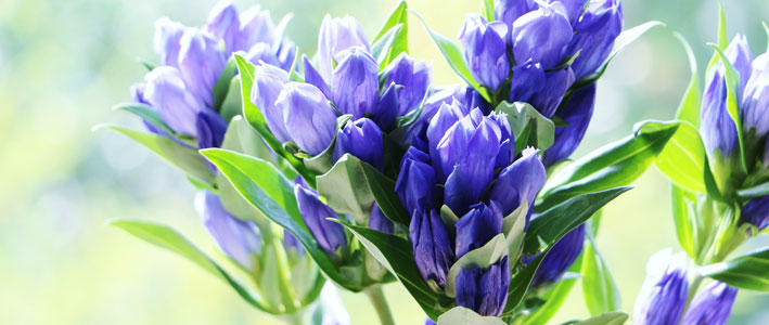 可憐な青い花 リンドウ の育て方 知って得する お花や観葉植物を贈る時の役立つアレコレ情報 ビジネスフラワー