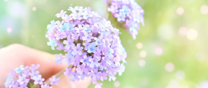 250もの野生種が存在するバリエーション豊かな花 バーベナ 知って得する お花や観葉植物を贈る時の役立つアレコレ情報 ビジネスフラワー