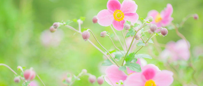 丈夫で育てやすい シュウメイギク の紹介 知って得する お花や観葉植物を贈る時の役立つアレコレ情報 ビジネスフラワー