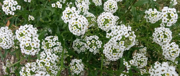 絨毯のように咲き誇る花 スイートアリッサム 知って得する お花や観葉植物を贈る時の役立つアレコレ情報 ビジネスフラワー