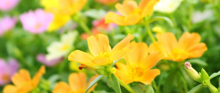 庭を彩る元気な花 ポーチュラカ の育て方 知って得する お花や観葉植物を贈る時の役立つアレコレ情報 ビジネスフラワー