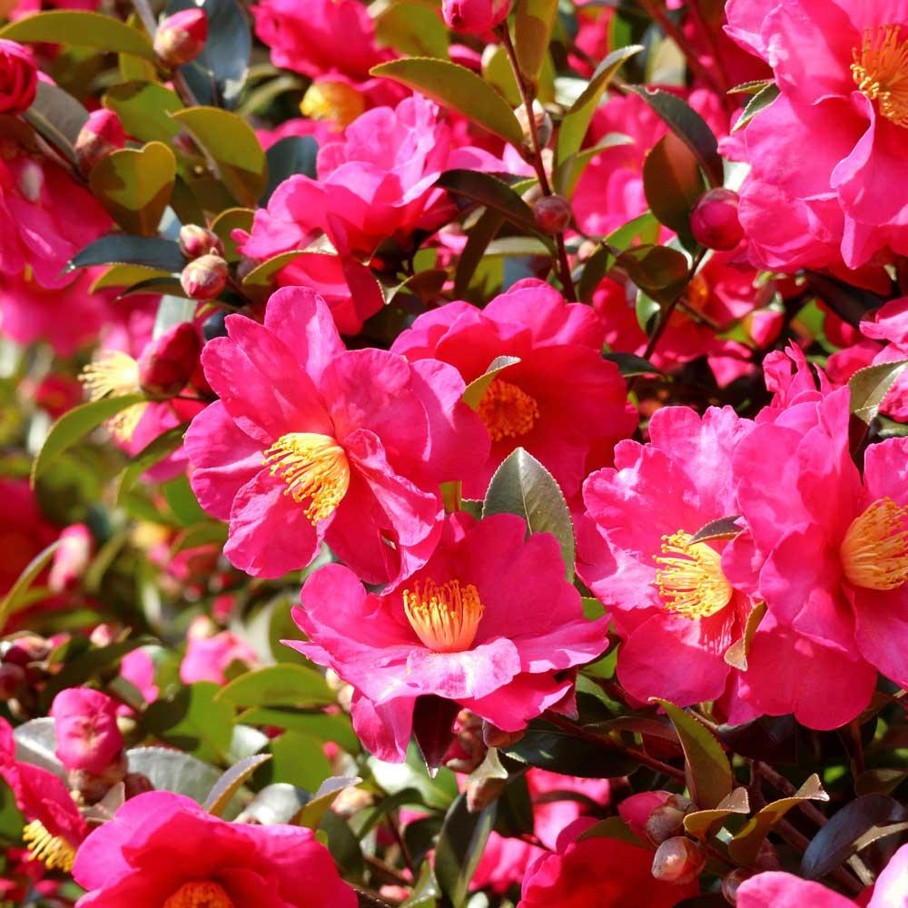 色鮮やかな美しい花が魅力の 山茶花 知って得する お花や観葉植物を贈る時の役立つアレコレ情報 ビジネスフラワー