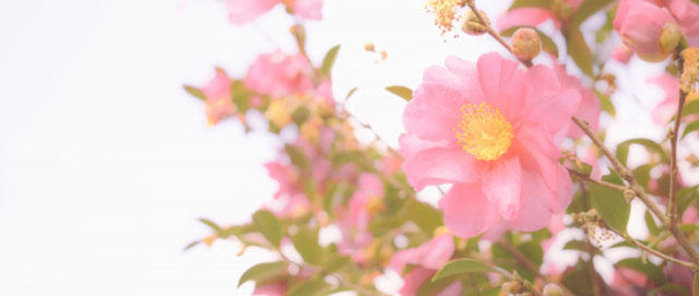 冬に美しく咲く日本固有の カンツバキ 知って得する お花や観葉植物を贈る時の役立つアレコレ情報 ビジネスフラワー