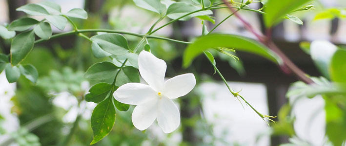 魅惑的なかぐわしい香りで知られるハーブ ジャスミン 知って得する お花や観葉植物を贈る時の役立つアレコレ情報 ビジネスフラワー