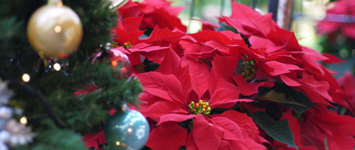 クリスマスを彩る真っ赤な苞が印象的な ポインセチア 知って得する お花や観葉植物を贈る時の役立つアレコレ情報 ビジネスフラワー
