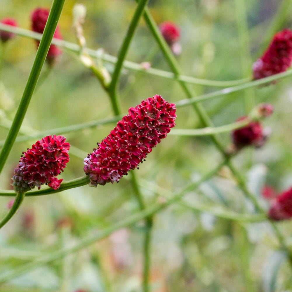 小さな渋めの赤い穂が魅力のワレモコウのご紹介 知って得する お花や観葉植物を贈る時の役立つアレコレ情報 ビジネスフラワー