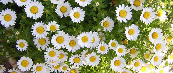 見た目の愛らしさで癒される ノースポール 知って得する お花や観葉植物を贈る時の役立つアレコレ情報 ビジネスフラワー