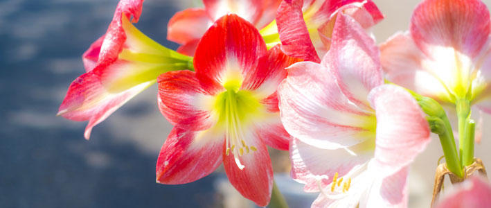 気品のある華やかな花 アマリリス について 知って得する お花や観葉植物を贈る時の役立つアレコレ情報 ビジネスフラワー
