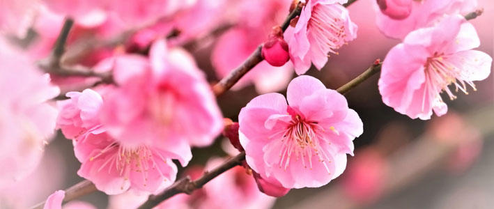 慶事の象徴である古くから日本でも愛される 梅 知って得する お花や観葉植物を贈る時の役立つアレコレ情報 ビジネスフラワー