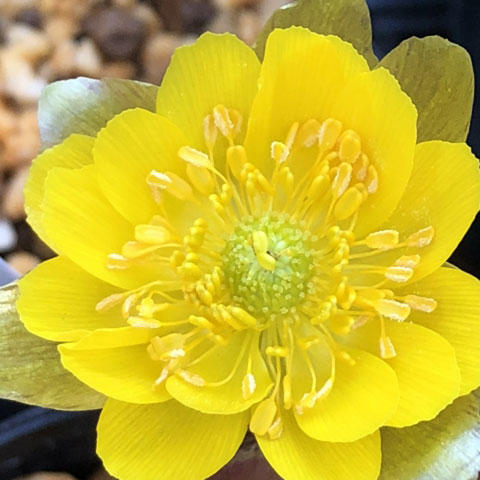 冬の時期のおめでたい花 フクジュソウ 知って得する お花や観葉植物を贈る時の役立つアレコレ情報 ビジネスフラワー