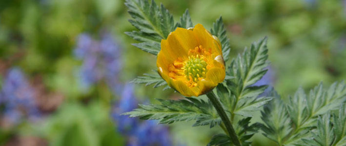 冬の時期のおめでたい花 フクジュソウ 知って得する お花や観葉植物を贈る時の役立つアレコレ情報 ビジネスフラワー