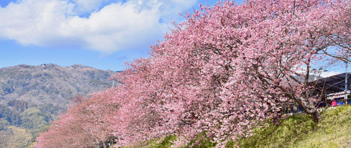 早咲きの桜で長く楽しめる 河津桜 知って得する お花や観葉植物を贈る時の役立つアレコレ情報 ビジネスフラワー