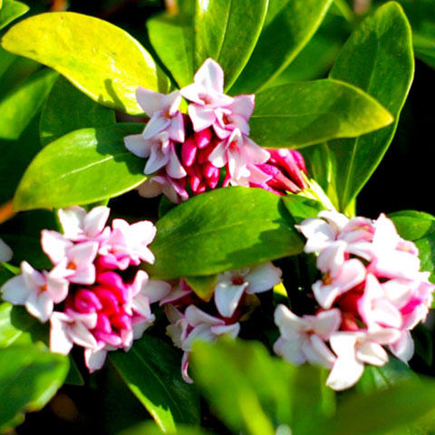 芳しい香りが魅力的な 沈丁花 知って得する お花や観葉植物を贈る時の役立つアレコレ情報 ビジネスフラワー
