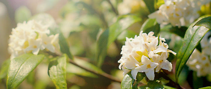 芳しい香りが魅力的な 沈丁花 知って得する お花や観葉植物を贈る時の役立つアレコレ情報 ビジネスフラワー