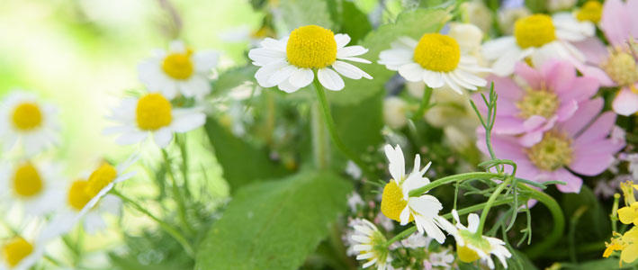 歴史深いハーブ カモミール の紹介 知って得する お花や観葉植物を贈る時の役立つアレコレ情報 ビジネスフラワー